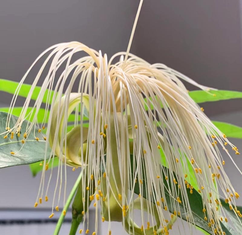 揭秘发财树的开花时间和寓意（探寻发财树开花之谜）