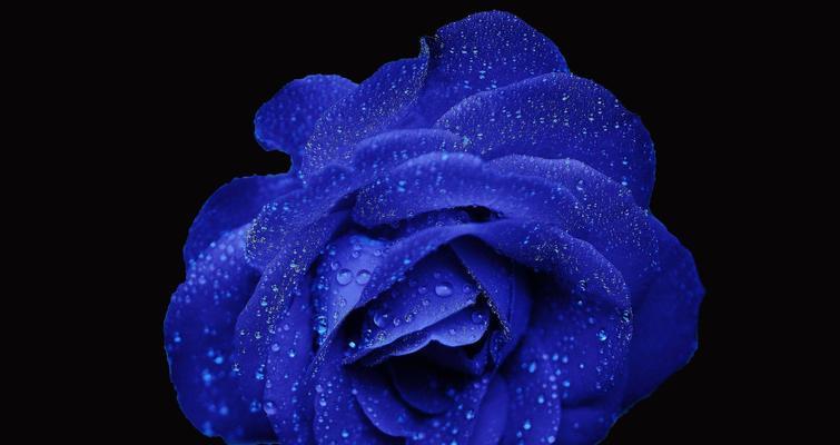 玫瑰在西方文化中的象征意义（西方文化中玫瑰的寓意及应用领域）