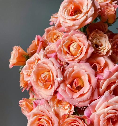 玫瑰在西方文化中的象征意义（西方文化中玫瑰的寓意及应用领域）