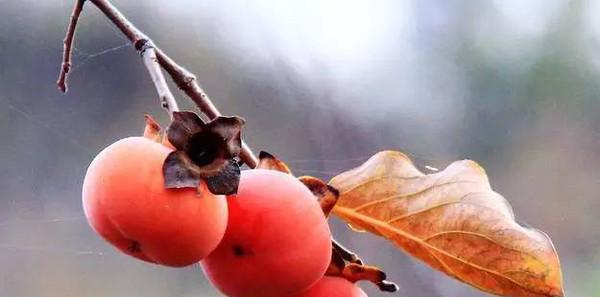 柿子种植时应该选择阴凉还是阳光充足的地方？