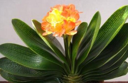 君子兰摆放位置有讲究吗？如何选择最佳养护地点？