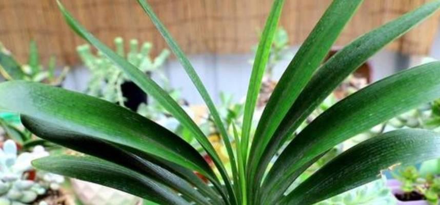 君子兰摆放位置有讲究吗?如何选择最佳养护地点? 君子兰摆放位置有讲究吗?如何选择最佳养护地点?