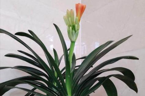 君子兰摆放位置有讲究吗?如何选择最佳养护地点? 君子兰摆放位置有讲究吗?如何选择最佳养护地点?