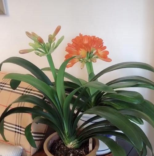 君子兰花语的启示——品德高尚，成就卓越（探寻君子兰花语）