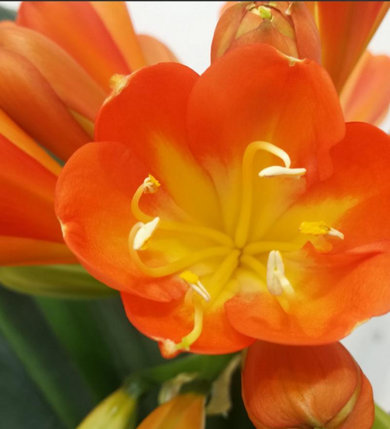 君子兰花语的启示——品德高尚，成就卓越（探寻君子兰花语）