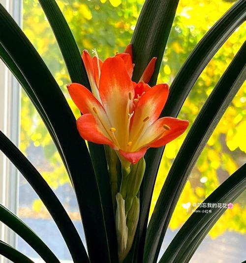 君子兰花语的启示——品德高尚，成就卓越（探寻君子兰花语）