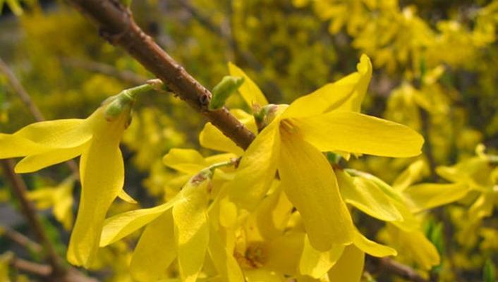 连翘花的寓意与象征（揭开连翘花的神秘面纱）