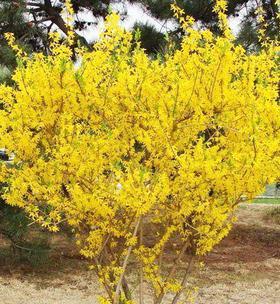 连翘花的寓意与象征（揭开连翘花的神秘面纱）