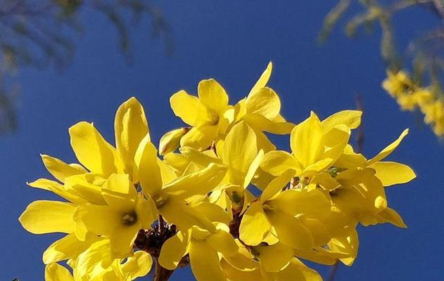 连翘花的寓意与象征（揭开连翘花的神秘面纱）