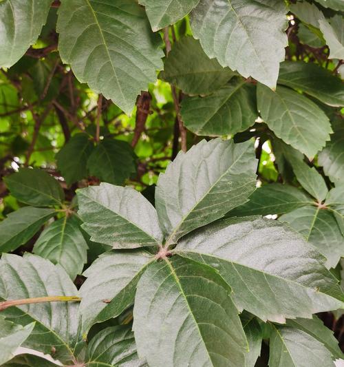 地锦属于什么植物类别?地锦的分类和特点是什么?_花植网