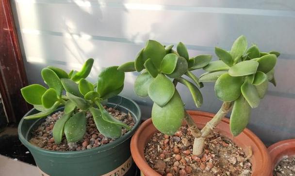 碧玉花修剪方法是什么？如何正确修剪碧玉花？