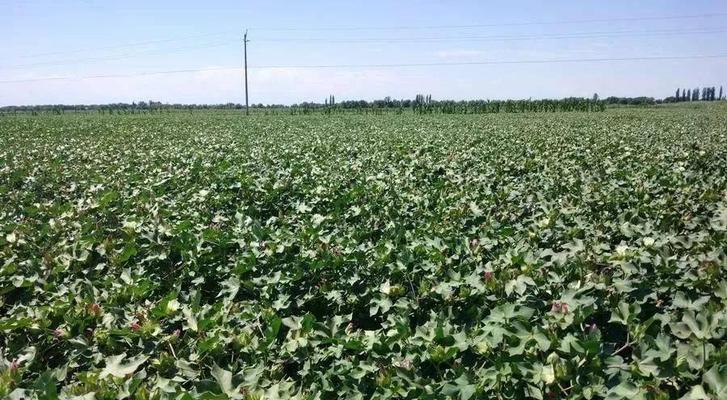 棉花生长需要哪些环境条件？其生长特点是什么？