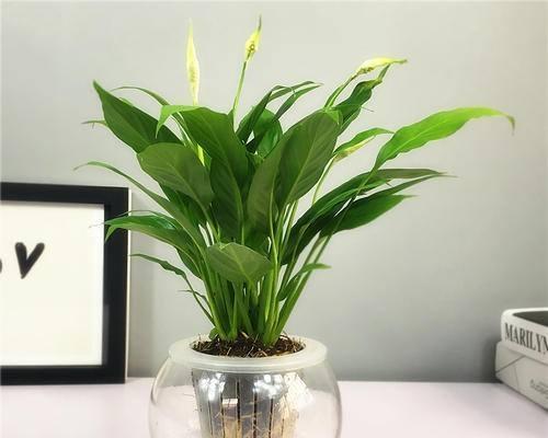 水培一帆风顺怎么养?养殖过程中应注意哪些问题?