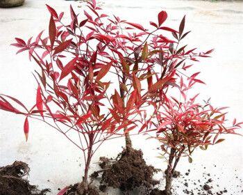 南天竹适合种在院子里吗？种植南天竹需要注意什么？