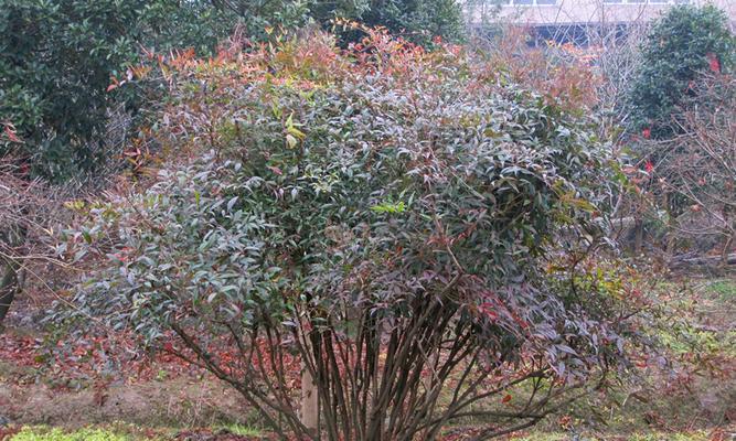 南天竹适合种在院子里吗?种植南天竹需要注意什么? 南天竹适合种在院子里吗?种植南天竹需要注意什么?