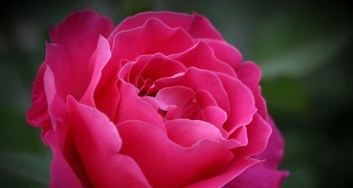 花开月季，情动花莲（月季花莲花语传递浪漫情感）