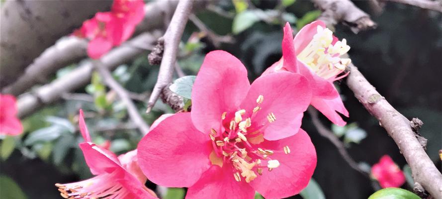 海棠花的寓意意义（传承与美好永恒的代表）