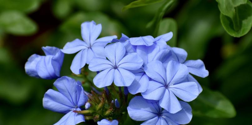 蓝雪花属于什么植物类型？草本还是木本？