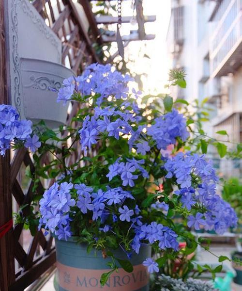 蓝雪花属于什么植物类型？草本还是木本？