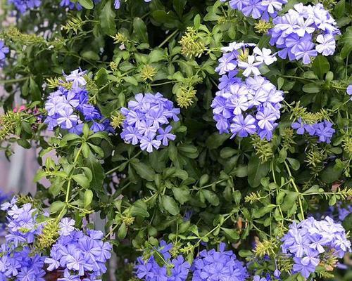 蓝雪花属于什么植物类型？草本还是木本？