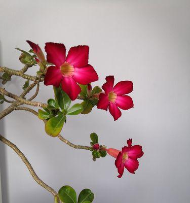 沙漠玫瑰（迎难而上）