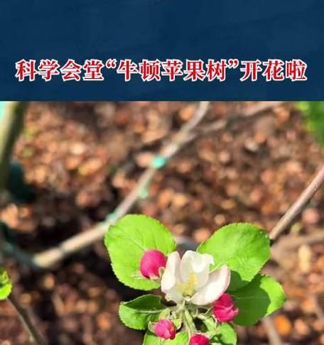 苹果树开花时浇水的正确方法是什么？