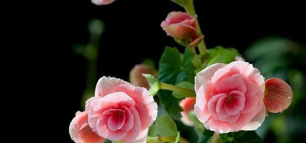 以向日葵为主题的花语-传递开心与阳光（向日葵的花语和象征意义）