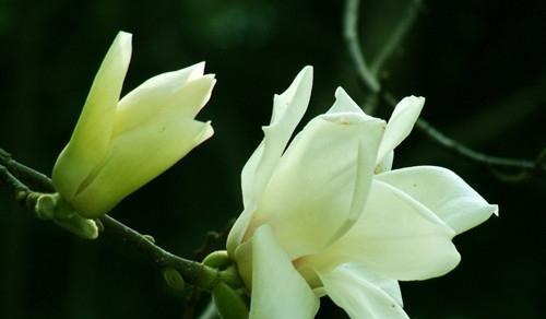 玉兰花的美丽与寓意（探寻玉兰花的深层含义）