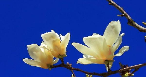 玉兰花的美丽与寓意（探寻玉兰花的深层含义）