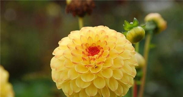 友情如百合，永恒不变（百合花盛开友谊长存）