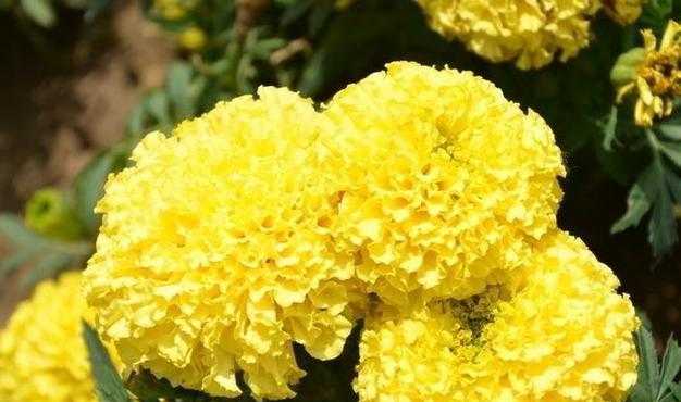 万寿菊的花语与寓意（美丽绽放的希望与幸福）