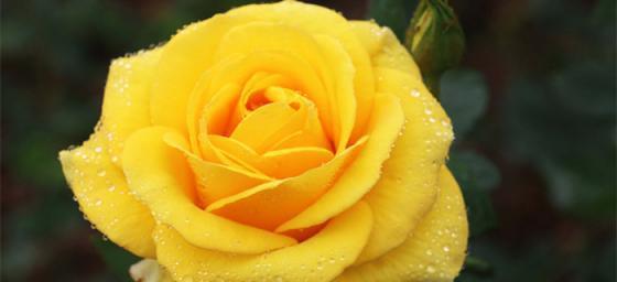 29朵玫瑰花的花语（送给挚爱的人最美的祝福）