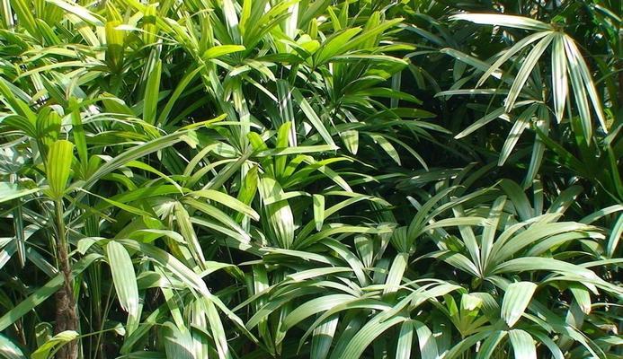 北方竹子什么时候种植最好？春季还是秋季更适宜？