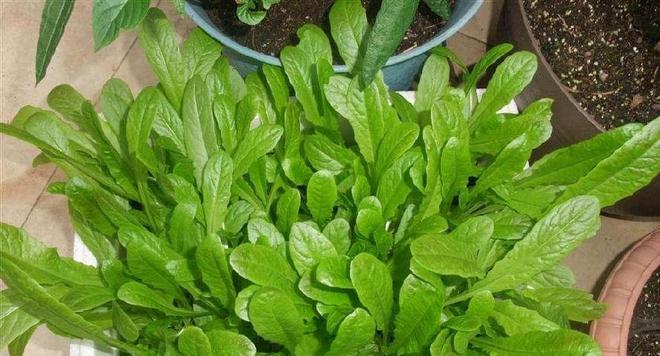 青菜的功效与作用是什么？如何通过食用青菜获得健康益处？