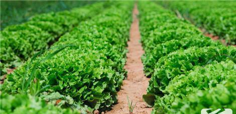 青菜的功效与作用是什么？如何通过食用青菜获得健康益处？