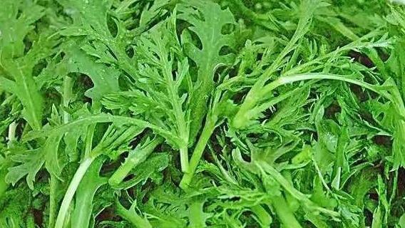 青菜的功效与作用是什么？如何通过食用青菜获得健康益处？