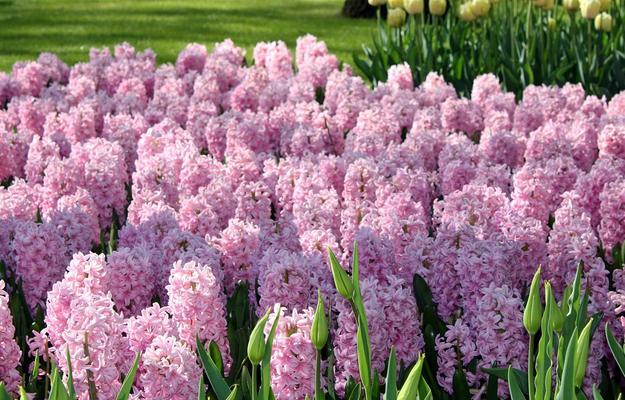 风信子（揭示风信子的深层内涵与世界文化中的重要地位）