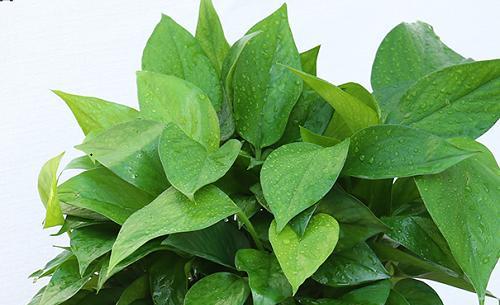 网络上绿萝是什么意思（揭秘绿萝在网络中的象征和寓意）