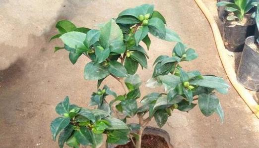 小叶茶花盆景养护方法有哪些？如何确保其健康生长？