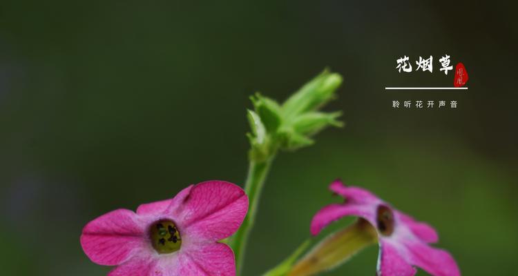 烟草花的颜色是什么?常见颜色有哪些? 烟草花的颜色是什么?常见颜色有哪些?