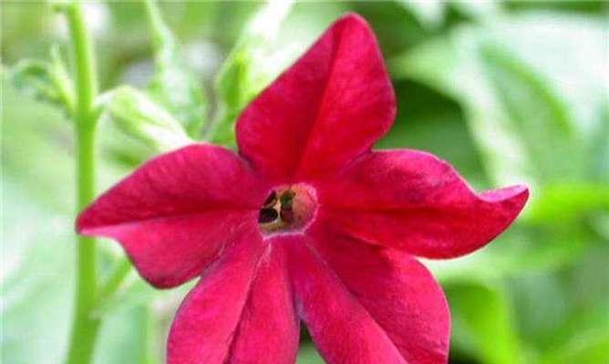 烟草花的颜色是什么?常见颜色有哪些? 烟草花的颜色是什么?常见颜色有哪些?