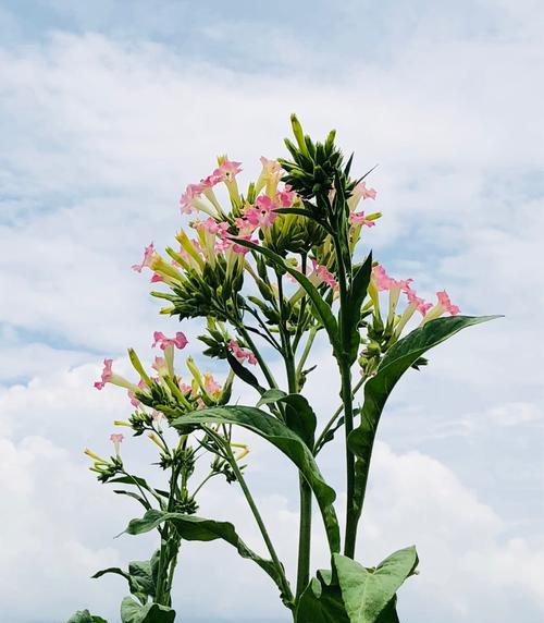 烟草花的颜色是什么?常见颜色有哪些? 烟草花的颜色是什么?常见颜色有哪些?