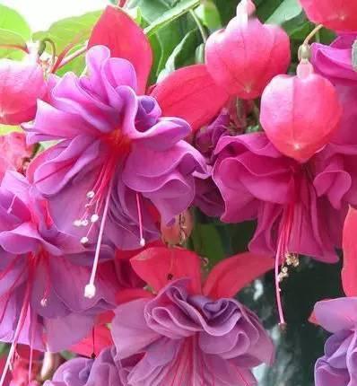 倒挂金钟花语与生活的启示（探寻倒挂金钟花语的深层意义）