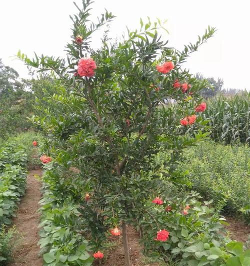 石榴树花期是什么时候？如何正确识别石榴树开花时间？