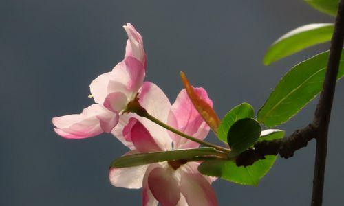 海棠花的象征和风水寓意（美丽的海棠花在风水中的重要地位）