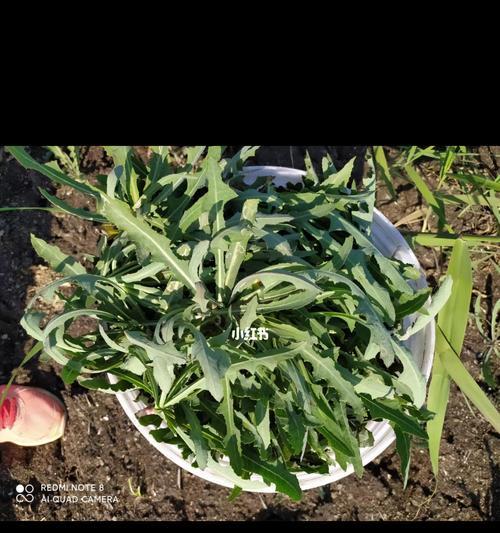 苦菜开花后食用安全吗？如何辨别苦菜是否可食用？