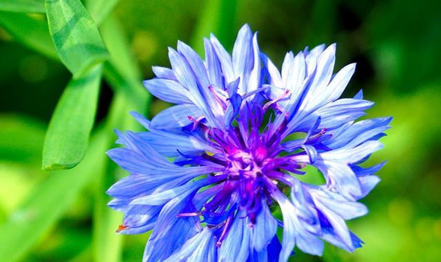 蓝色矢车菊的花语及其意义（解读蓝色矢车菊的深刻寓意与象征）