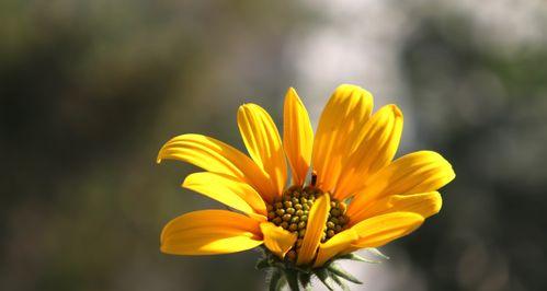 植物世界中的无私奉献（探索植物的真爱精神与奉献精神）