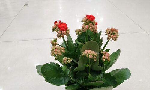 长寿花——延年益寿的仙丹（传承千年的神奇之花）