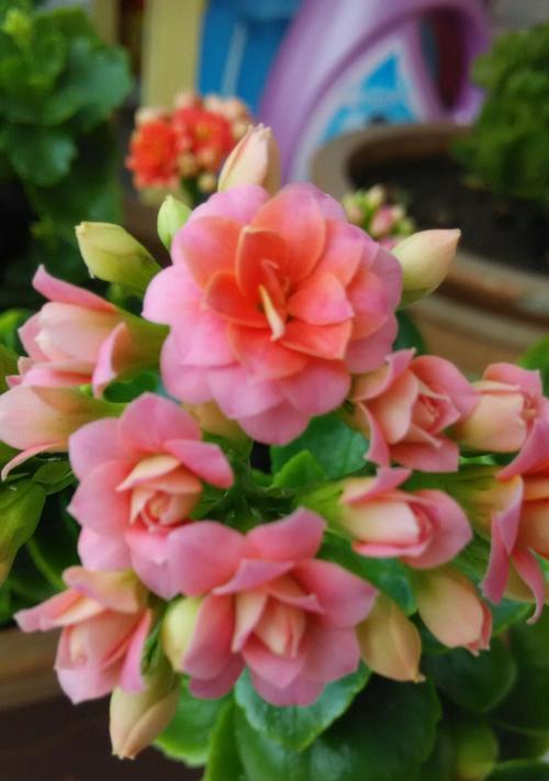 长寿花——延年益寿的仙丹（传承千年的神奇之花）